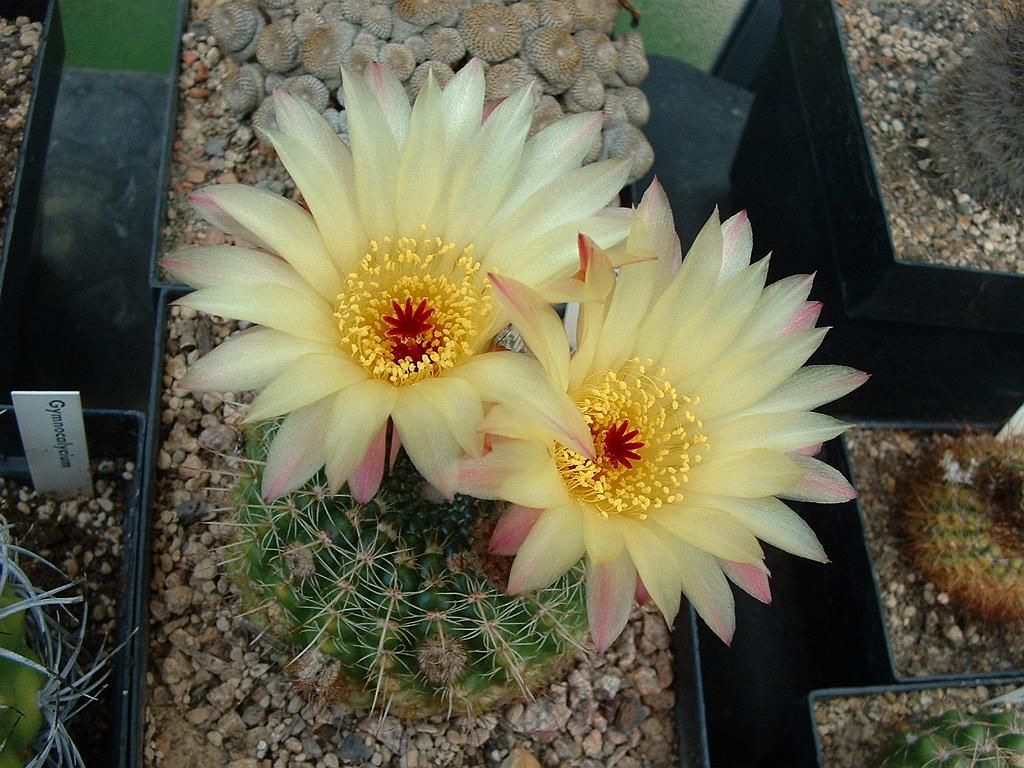 Notocactus ottonis.JPG